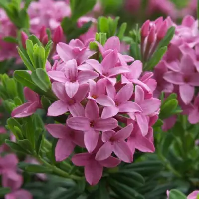 Волчеягодник КОЛЛИНА ГАРАЛЕНС в Бресте