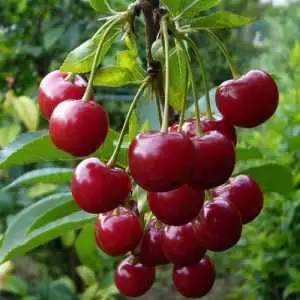 Дюк ФАКЕЛ в Бресте