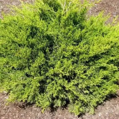 Можжевельник ИЗАБЕЛИН китайский в Бресте