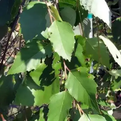 Береза САММЕР КАСКАД черная в Бресте