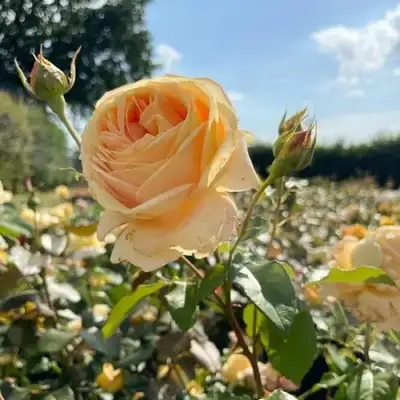 Роза КЕНДЛАЙТ чайно-гибридная в Бресте