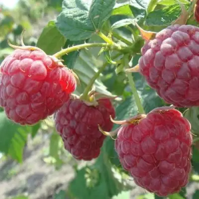 Малина БРУСИЛОВСКАЯ в Бресте