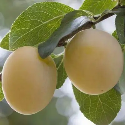 Слива УТРО в Бресте