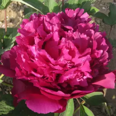 Пион ТАЙНАЯ СТРАСТЬ древовидный в Бресте