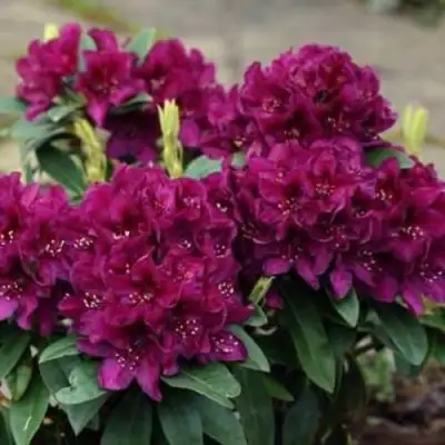 Рододендрон КАЛИ в Бресте