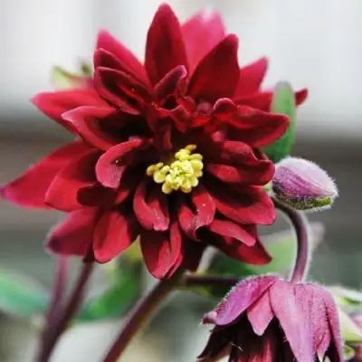 Аквилегия РУБИ ПОРТ обыкновенная в Бресте