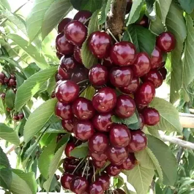 Черешня СИЛЬВИЯ колоновидная в Бресте