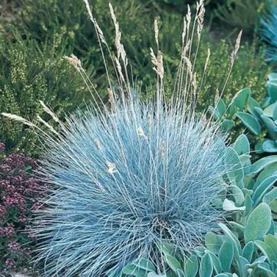 Овсяница АЙСФОГЕЛЬ сизая в Бресте