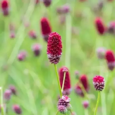 Кровохлебка БИТЛВИНГЗ в Бресте