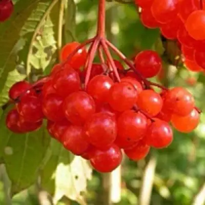 Калина ПАМЯТИ ВАЛЕНТИНЫ в Бресте