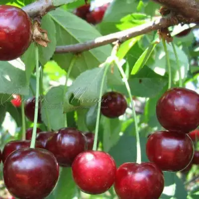 Дюк ИВАНОВНА в Бресте