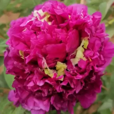 Пион ПОЛЕТ ЛАСТОЧКИ древовидный в Бресте