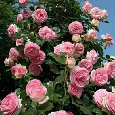 Роза ПЬЕР ДЕ РОНСАР плетистая в Бресте