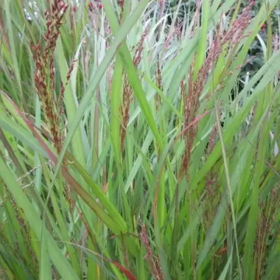 Просо ВЭРРИОР прутьевидное в Бресте