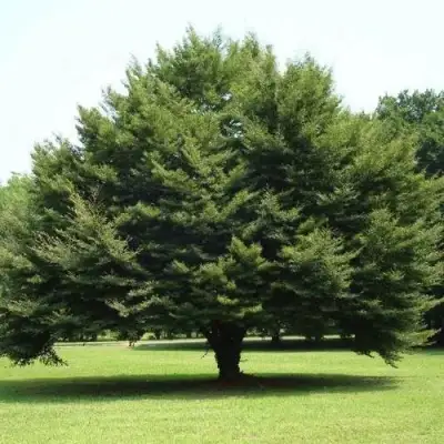 Бук обыкновенный в Бресте