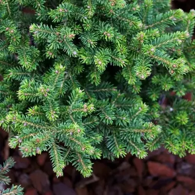 Ель ВИЛС ЦВЕРГ обыкновенная в Бресте