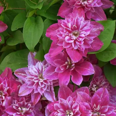 Клематис МАЙ ДАРЛИНГ  в Бресте