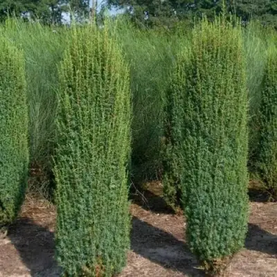 Можжевельник ХИБЕРНИКА обыкновенный  в Бресте