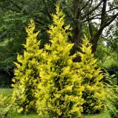 Туя ГОЛДЕН БРАБАНТ западная в Бресте