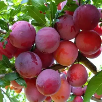 Слива НЕКТАРИННАЯ АРОМАТНАЯ в Бресте