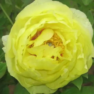 Пион ЗОЛОТО ПОДНЕБЕСНОЙ древовидный в Бресте