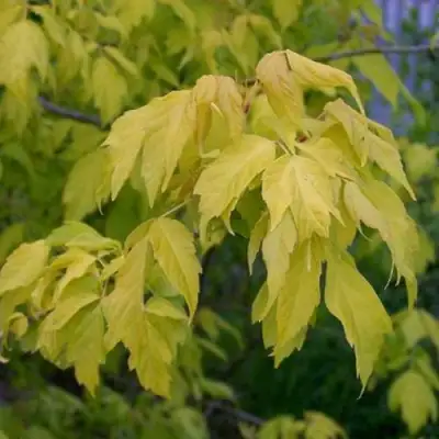 Клен ясенелистный в Бресте