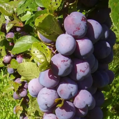 Слива НАГРАДА НЕМАНСКАЯ в Бресте