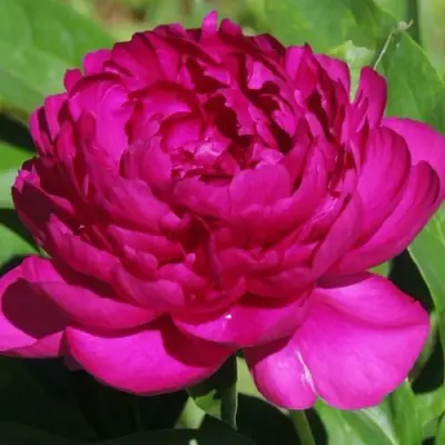 Пион БАРХАТ НОЧИ травянистый в Бресте