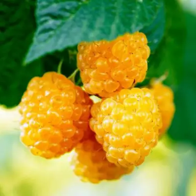 Малина МЕДОВАЯ в Бресте