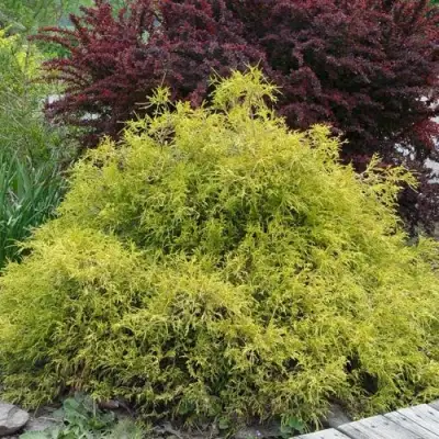 Кипарисовик ГОЛДЕН МОП горохоплодный в Бресте