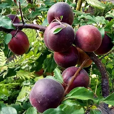 Шарафуга БЕЛЛА РОЯЛЬ в Бресте