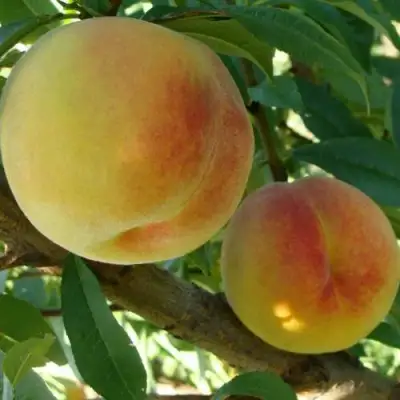 Персик ДОНЕЦКИЙ ЖЕЛТЫЙ в Бресте