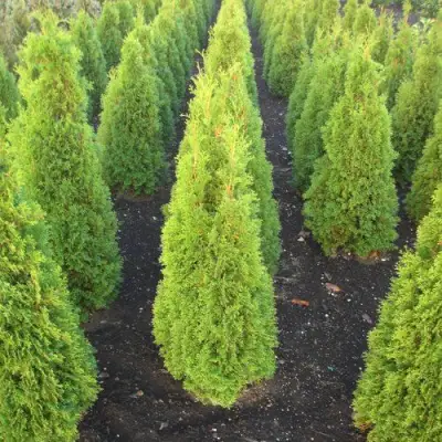 Туя САННИ СМАРАГД западная  в Бресте