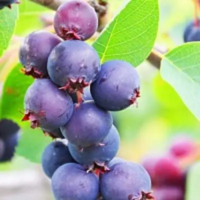 Ирга СМОУКИ в Бресте