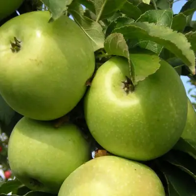 Яблоня КАЛУЖАНКА в Бресте
