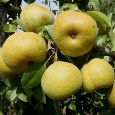 Груша ПЛАТОНОВСКАЯ в Бресте