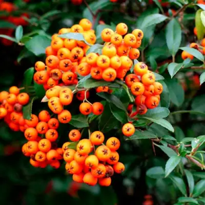 Пираканта ОРАНЖ ГЛОУ в Бресте