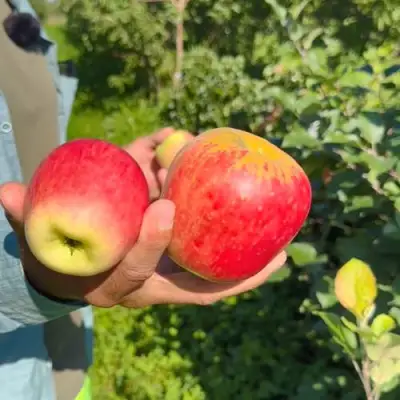 Яблоня БЛАГАЯ ВЕСТЬ в Бресте