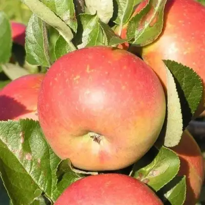 Яблоня РЕДКРАФТ в Бресте