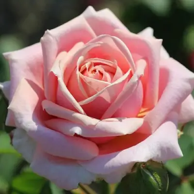 Роза ФРЕДЕРИК МИСТРАЛЬ чайно-гибридная в Бресте