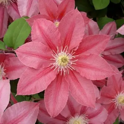 Клематис ЛИТЛ МЕРМЕЙД в Бресте