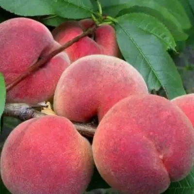 Персик ЮБИЛЕЙ СТОЛИЦЫ колонновидный в Бресте