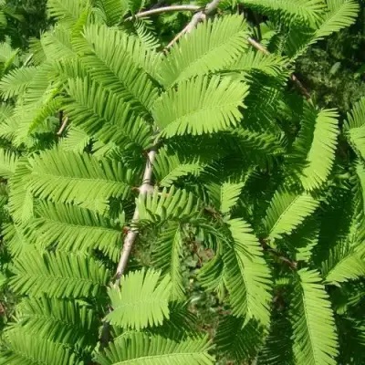 Метасеквойя  ГЛИПТОСТРОБОИДНАЯ  в Бресте