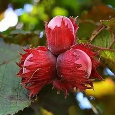 Фундук КРАСНЫЙ ЯНТАРЬ в Бресте