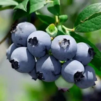 Голубика СИЕРРА в Бресте