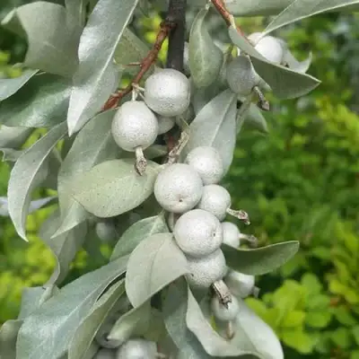 ЛОХ СЕРЕБРИСТЫЙ в Бресте