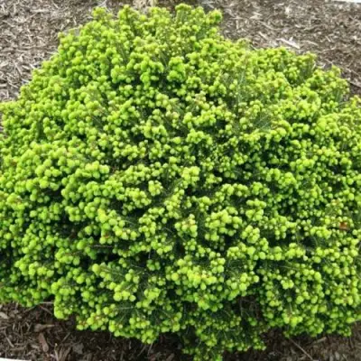 Ель ЛИТЛ ДЖЕМ обыкновенная в Бресте