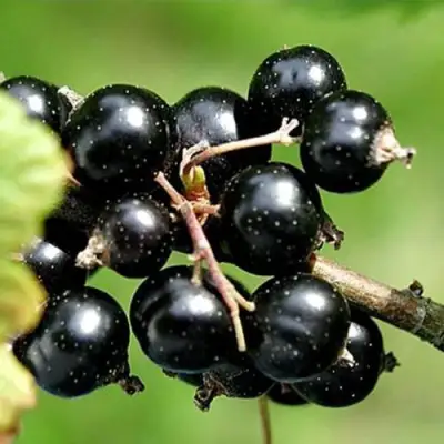 Смородина чёрная ЦЕРЕРА в Бресте