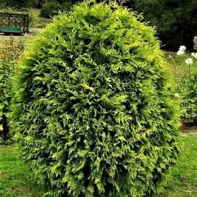 Туя ТИП ТОП западная в Бресте