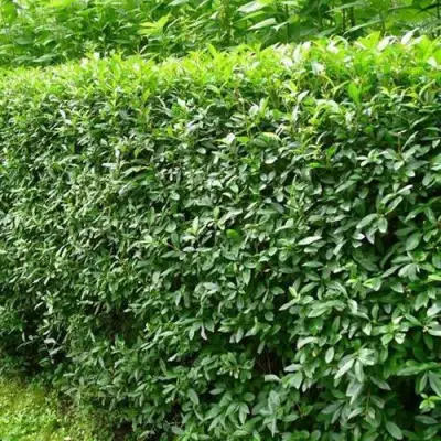 Бирючина обыкновенная в Бресте